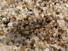 Anorostoma maculatum