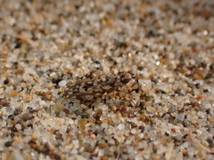 Anorostoma maculatum