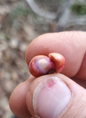 Doliocarpus dentatus