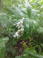 Aconitum noveboracense