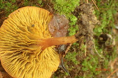 Phylloporus