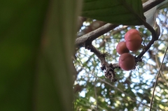 Doliocarpus dentatus