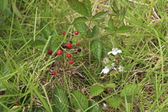 Rubus argutus