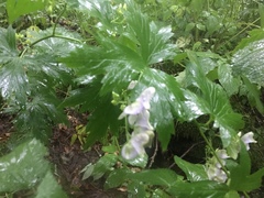 Aconitum noveboracense