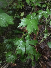 Aconitum noveboracense