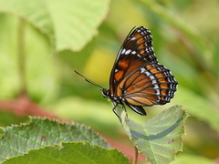 Limenitis arthemis x archippus