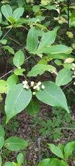 Viburnum cassinoides image