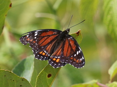 Limenitis arthemis x archippus