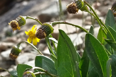 Senecio amplectens holmii