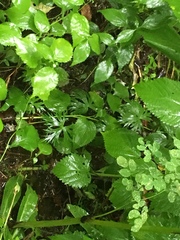 Aconitum noveboracense