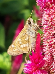 Atalopedes campestris