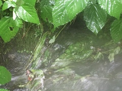 Aconitum noveboracense