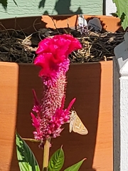 Atalopedes campestris