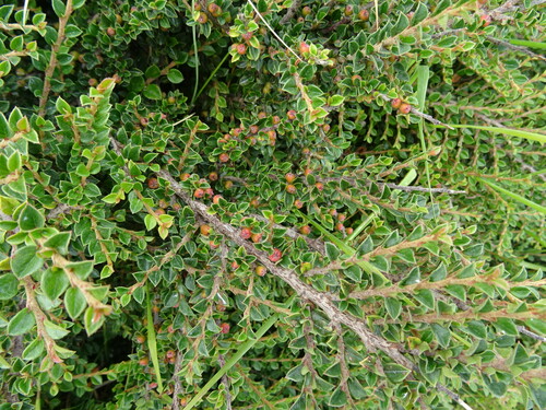 Cotoneaster horizontalis
