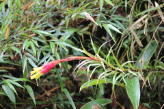 Guzmania pearcei