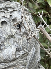 Dolichovespula maculata