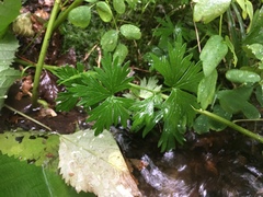 Aconitum noveboracense