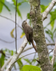 Xiphorhynchus triangularis