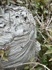 Dolichovespula maculata