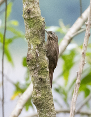 Xiphorhynchus triangularis