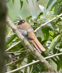 Trogon personatus