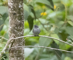 Contopus fumigatus