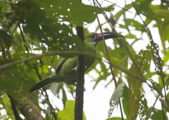 Aulacorhynchus derbianus