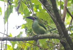 Aulacorhynchus derbianus