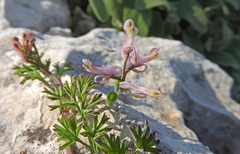 Fumaria macrocarpa