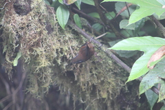 Henicorhina negreti