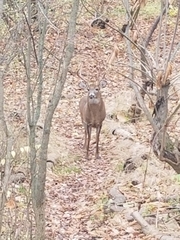 Odocoileus virginianus