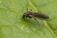 Chironomoidea