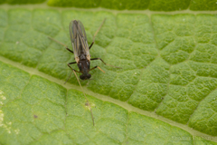 Chironomoidea