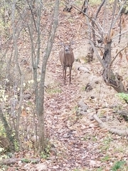 Odocoileus virginianus