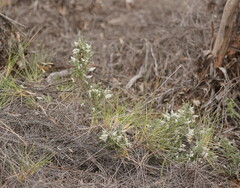 Prostanthera serpyllifolia microphylla