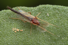 Chironomoidea