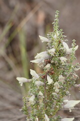 Prostanthera serpyllifolia microphylla