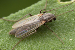 Chironomoidea