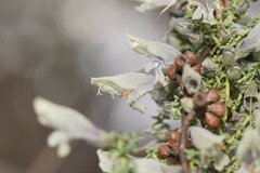 Prostanthera serpyllifolia microphylla