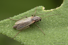 Chironomoidea