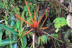 Guzmania nidularioides
