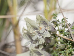 Prostanthera serpyllifolia microphylla