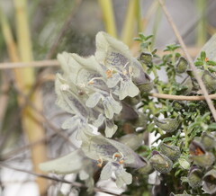 Prostanthera serpyllifolia microphylla