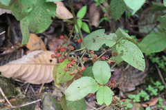 Rubus urticifolius