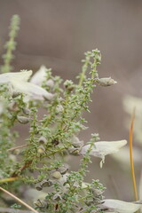 Prostanthera serpyllifolia microphylla