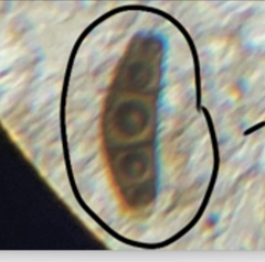 Dothideomycetes