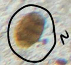 Dothideomycetes