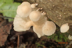 Marasmiellus candidus