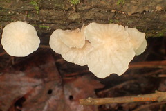Marasmiellus candidus