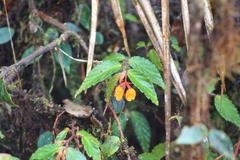 Begonia silverstonei